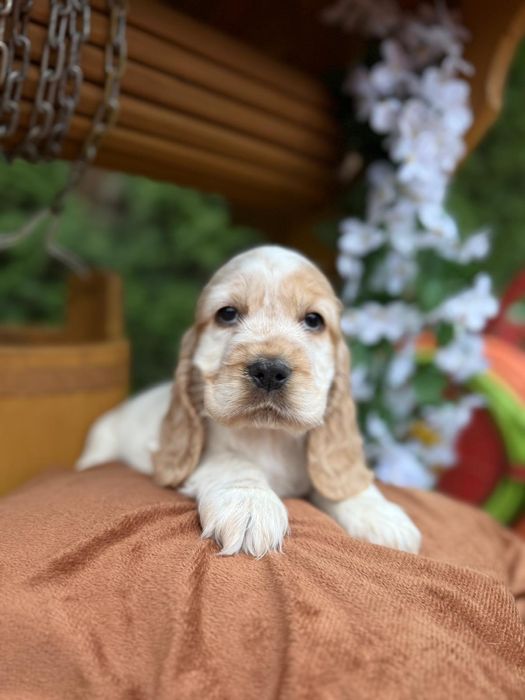 Cocker spaniel angielski Piesek