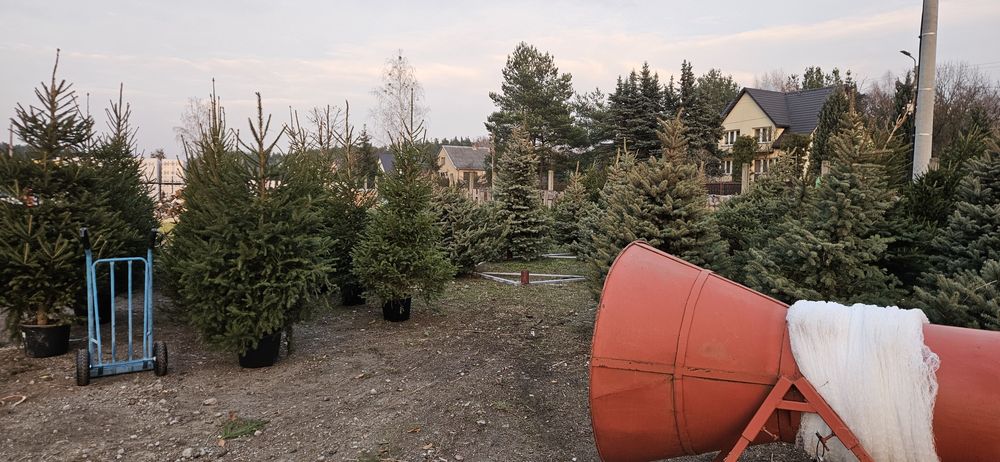 Choinki pachnące jak las - Brzóza
