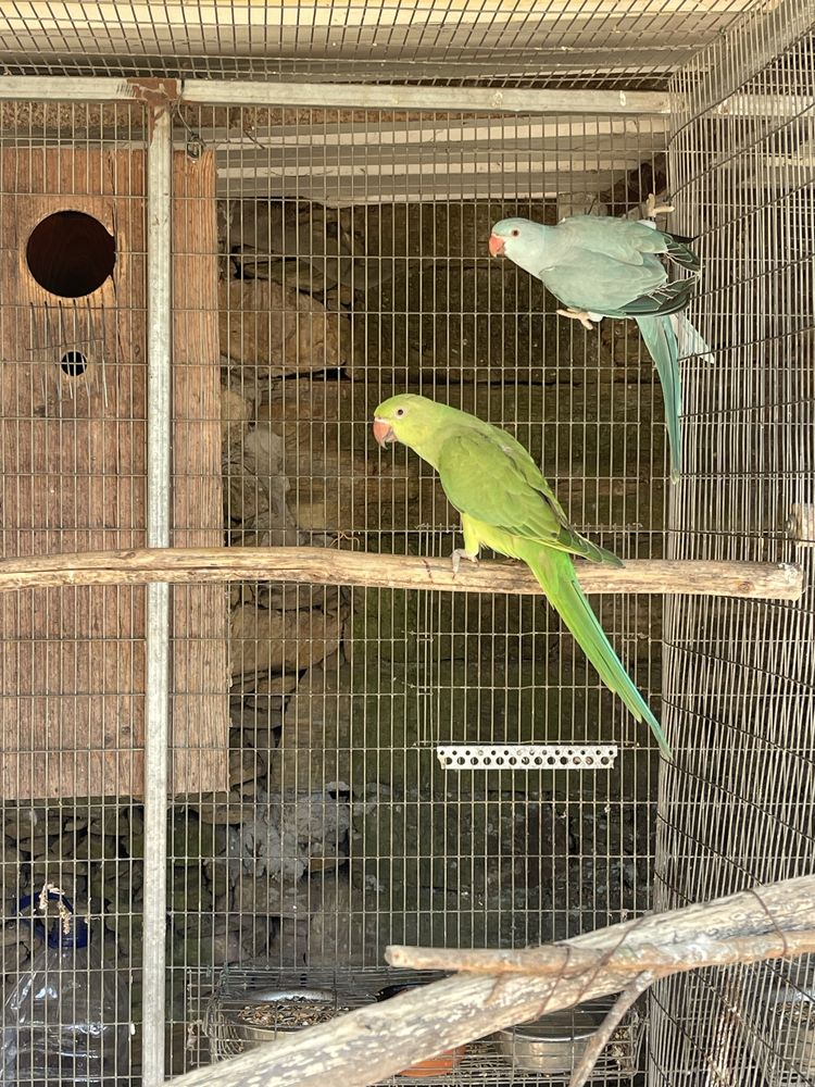 Verde /cc   2025 / violeta cc 2022