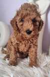 Pudel Toy - Red Brown - Cudowny Piesek - Do Odbioru!