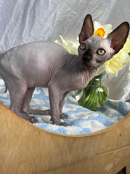 Канадські сфінкси хлопчики Табі та Тако