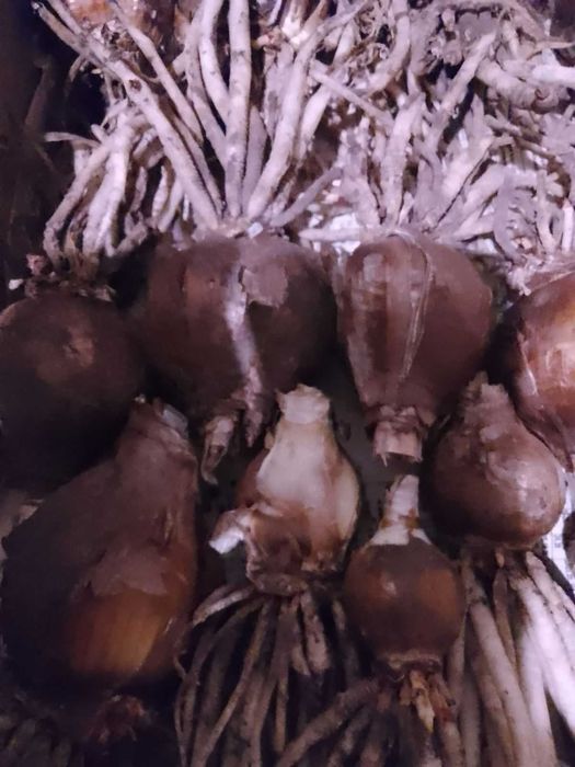 Цибулини Паучої лілії (Гіменокалісу Фесталіс) 4-5 см 75 грн