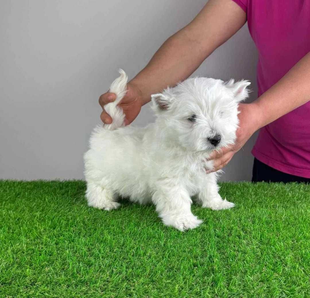 West Highland White Terrier