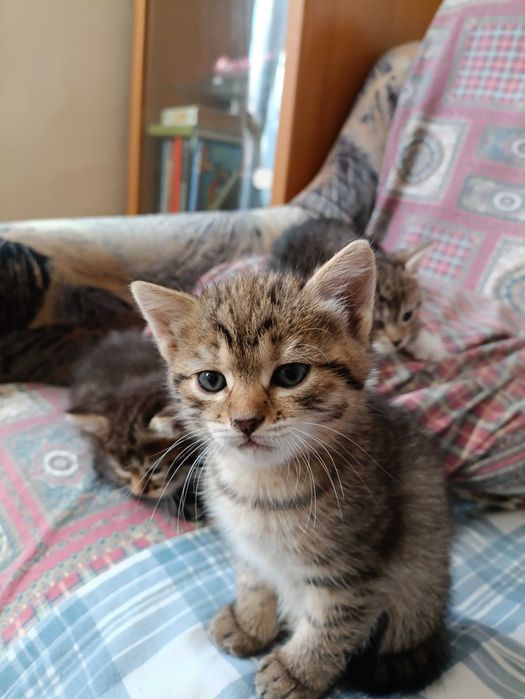 Котята в добрые руки.
