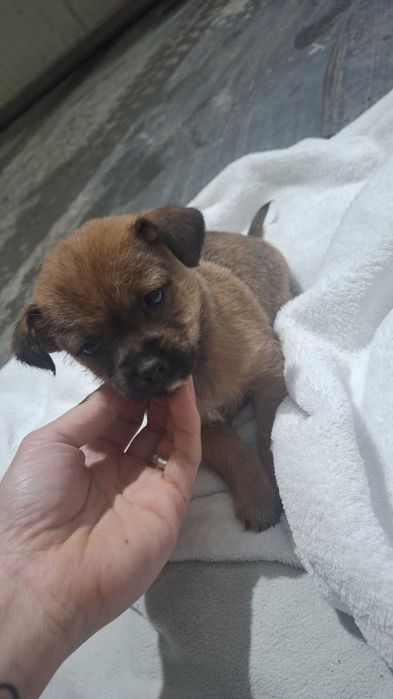 Oddam pieski po mamie mieszanki shihtzu
