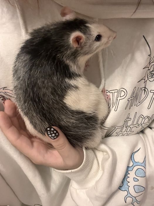 Oddam szczyrki ( w kolorze krówki )