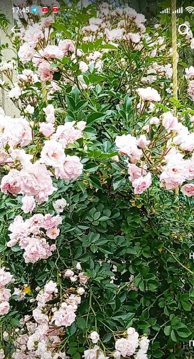 Продам садженцы вьющиеся розы