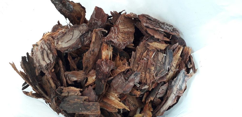 KORA SOSNOWA Dekoracyjna