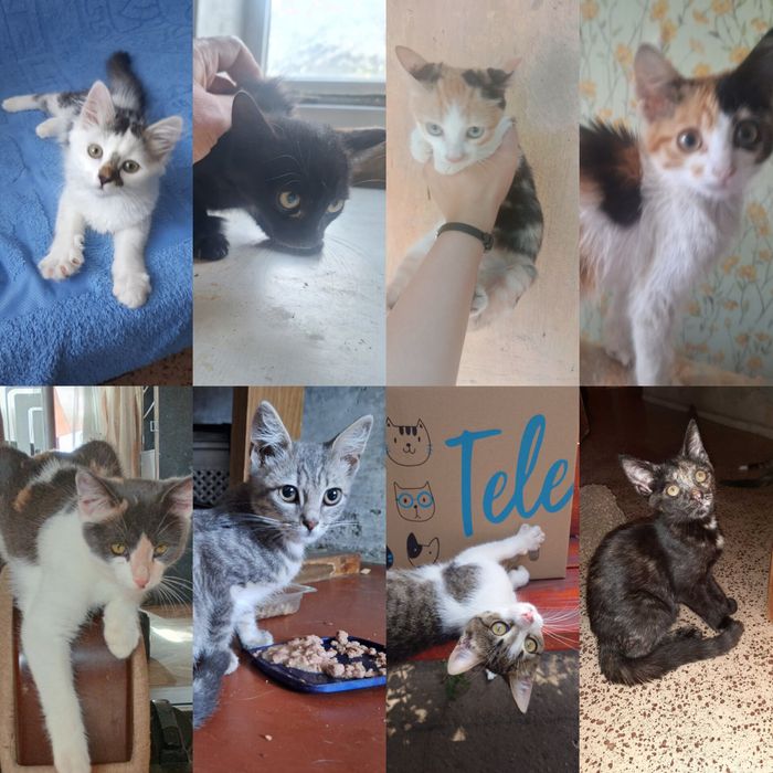 Разные котята бесплатно. Кот. Кошка. Котенок даром