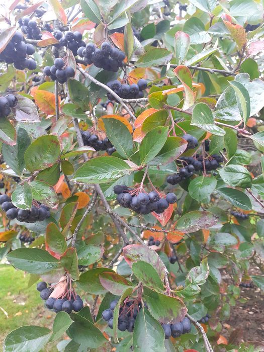 Aronia ekologiczna