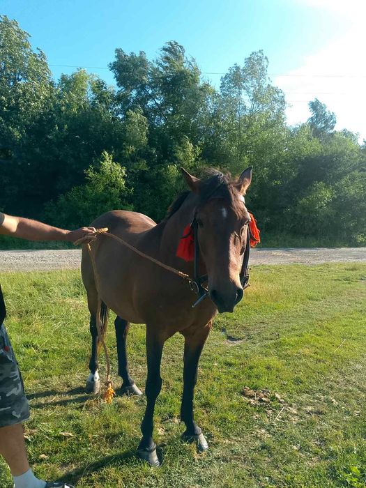 Продається кобила!