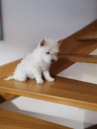 6 miesieczny piesek rasy West highland white terrier
