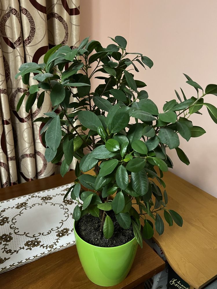 Фікус мокламе