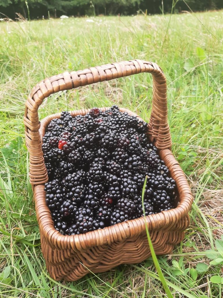 Jerzyny leśne świeże