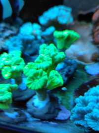 Koralowce Caulastrea