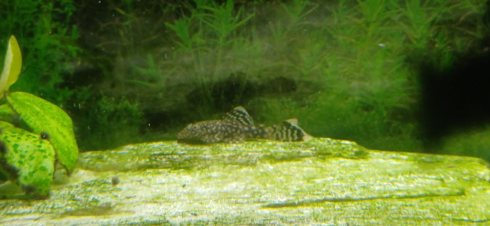 Akwarium z rybami i pełnym wyposażeniem