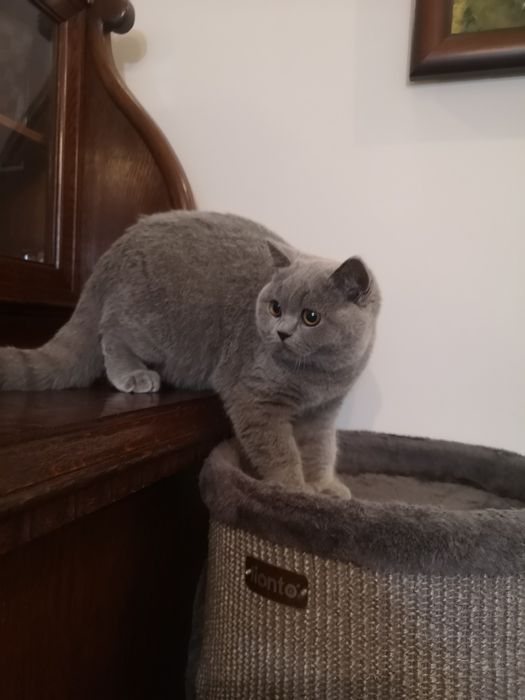 Kocurek, kotka z miotu T rodowód FPL