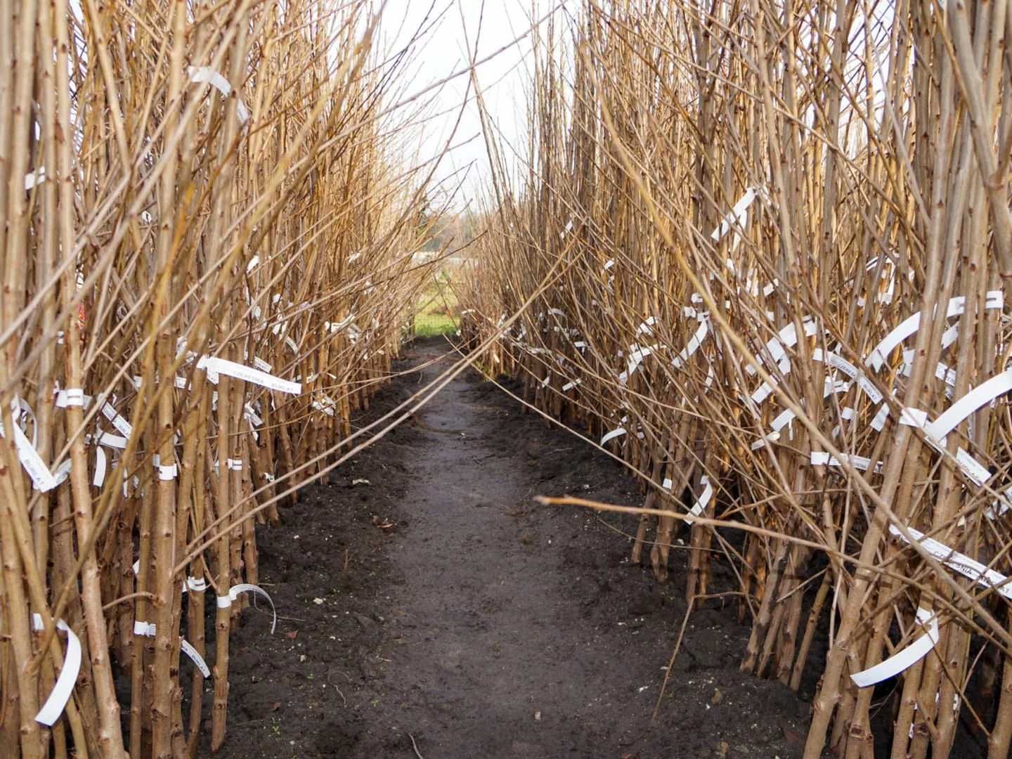 Drzewa owocowe Jabłoń, Grusza, Nektaryna, Morela,Pigwa możliwa WYSYŁKA