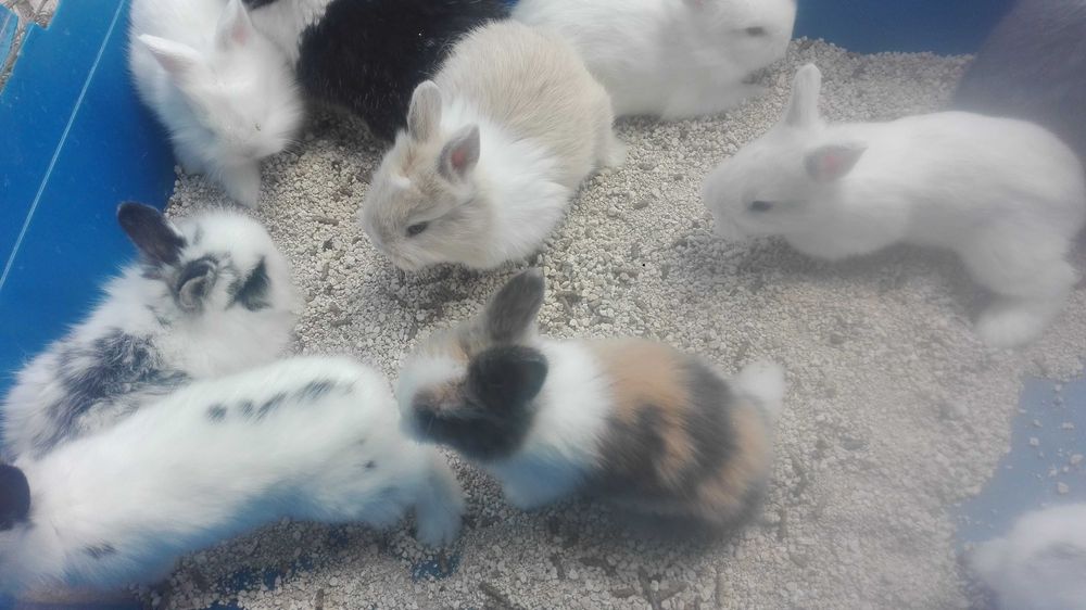 Vendo coelhos anões fofinhos pequeninos