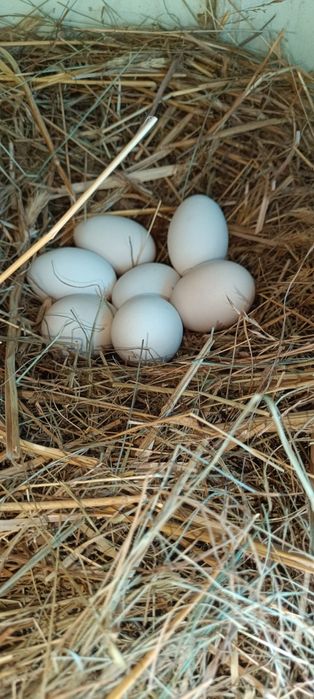 Sprzedam  wiejskie jaja