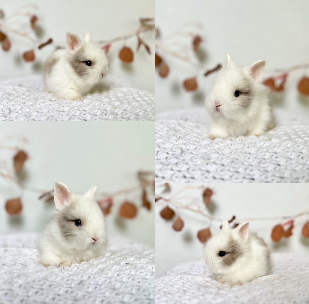 Króliczki Mini rasy Karzełek Teddy oraz Karzełek Niderlandzki