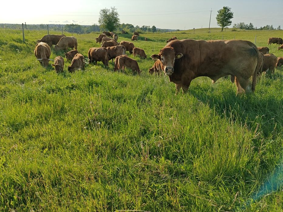 Buchaj limousine 100% lm