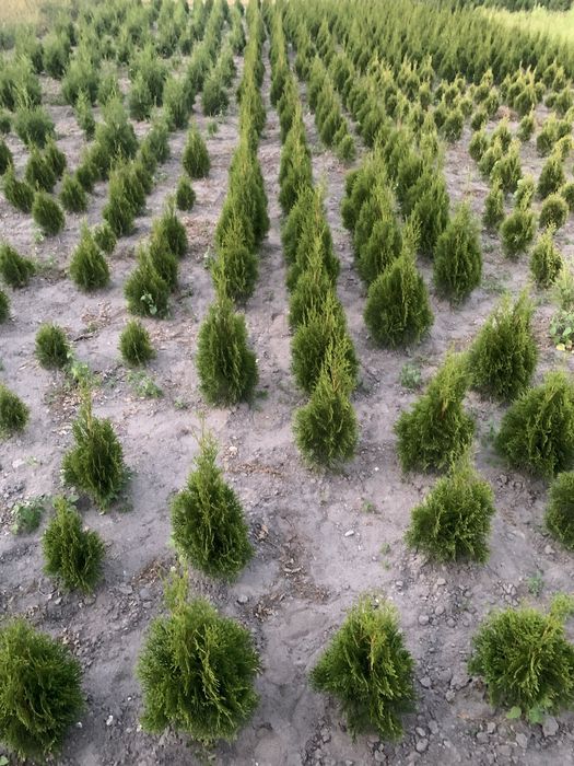 Туя колумна смаргд брабант кипарисовик