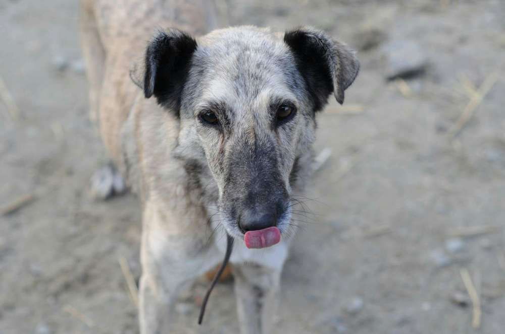 Karmi do adopcji!