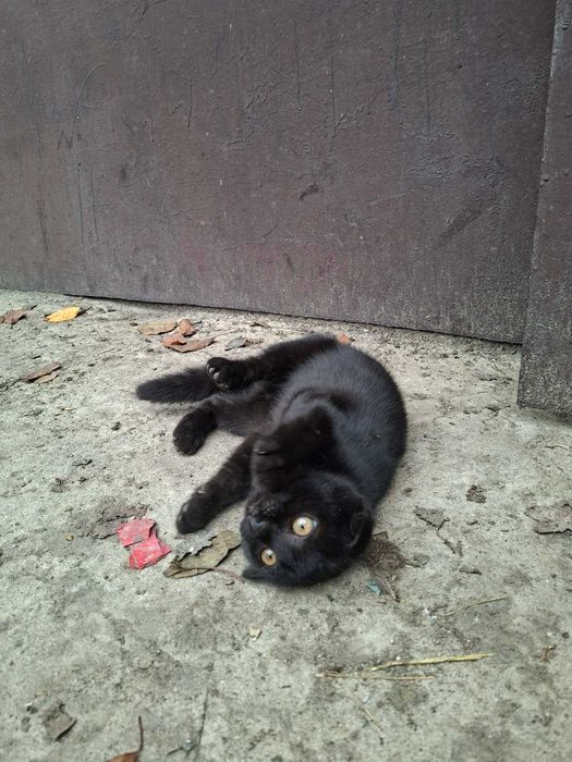 Коти  висловухі, чорні