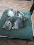 Кошенята в добрі руки