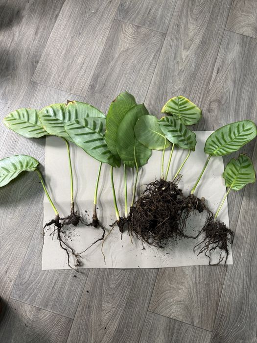 Калатея Белла Карлина Эксклюзив Коллекционная Bella Carlina