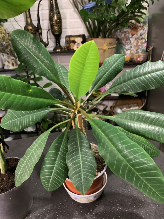 Комнатные цветы