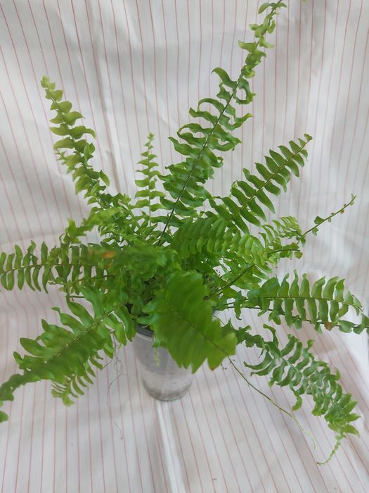 Папоротники декілька різновидів