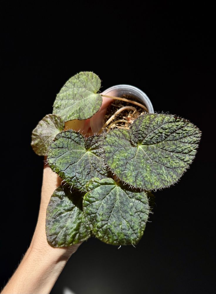 Бегония Peltata rajah angularis radi, amphioxus
