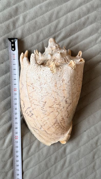 Duża ozdobna muszla - naturalna, ok. 20 cm