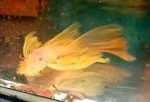 Zbrojnik glonojad L144 Blue eye long fin ancistrus weloniasty