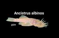 Ancistrus albinos com 3/4cm