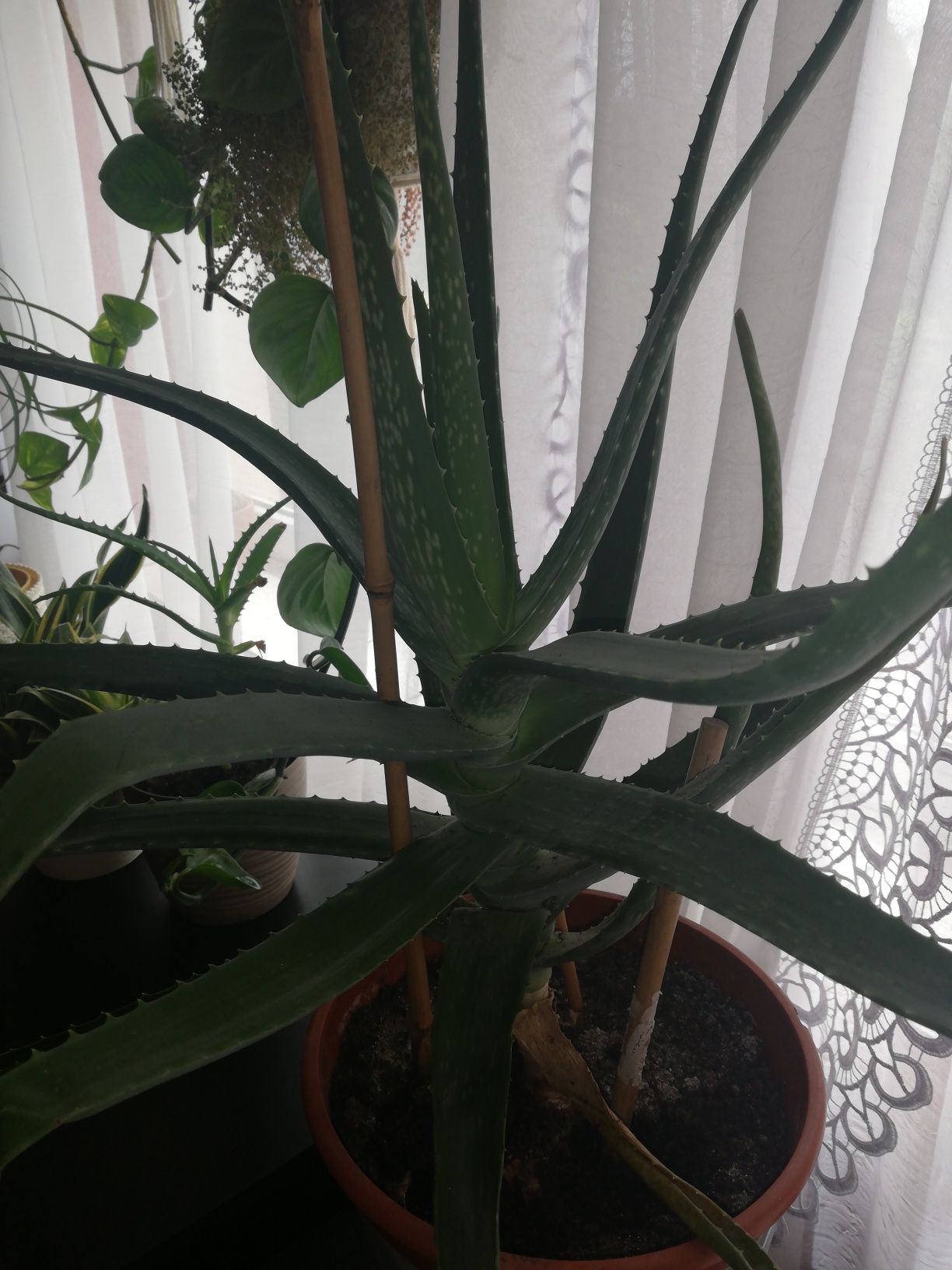 Aloes leczniczy aloe Vera bardzo duży
