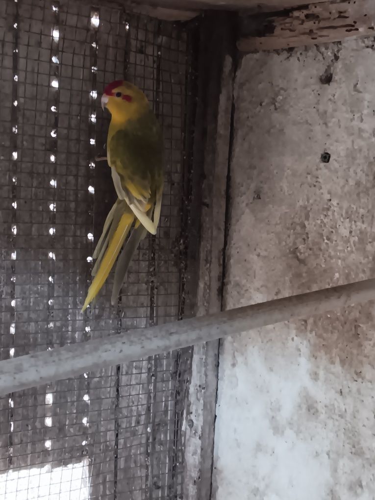 Macho de kakarikis