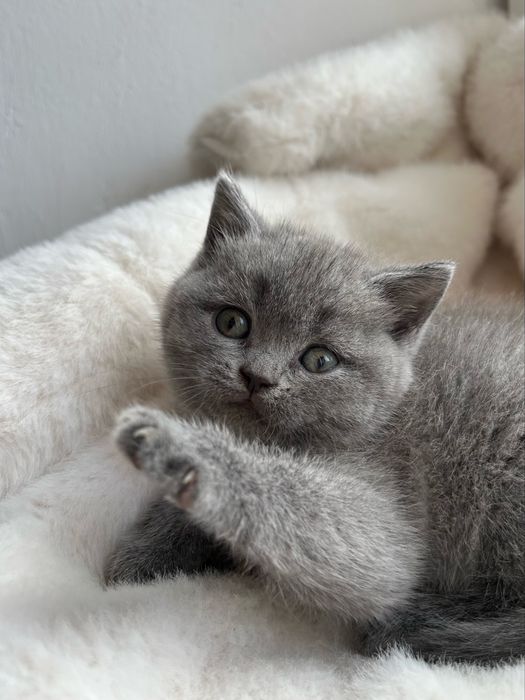 Британська плюшева кішечка. Чистокровна британська кішечка