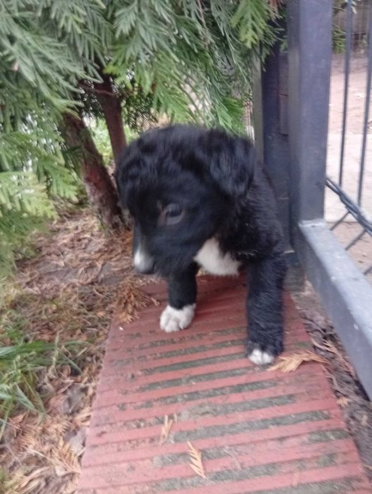 Oddam za darmo piękne szczeniaczki