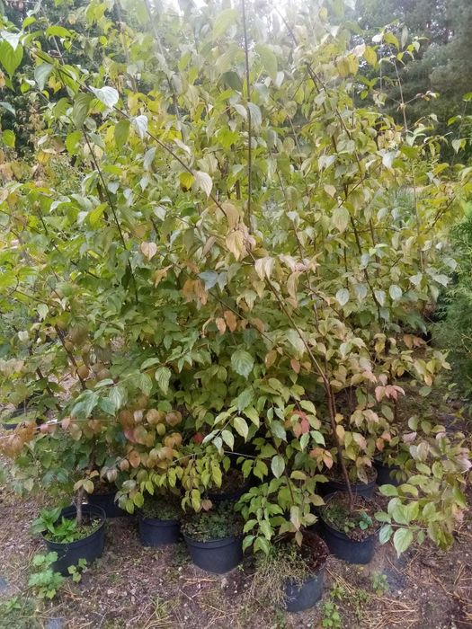 dereń jadalny - wys. 150cm - 200cm - 100szt.