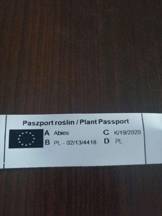 Jodła koreańska(Abies Koreanka)