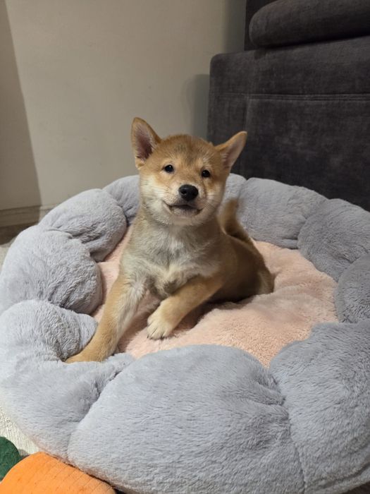 Shiba Inu szczeniak piesek