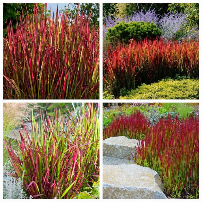 Хосты, Клематисы, морозники императа, мискантусы.и др.  многолетники