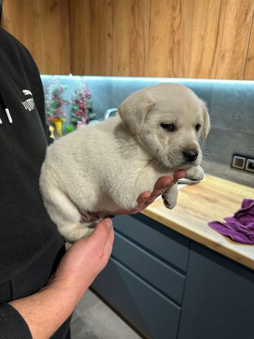 Справжній мішка хлопчик з документами