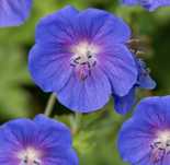 Bodziszek himalajski geranium bylina C2