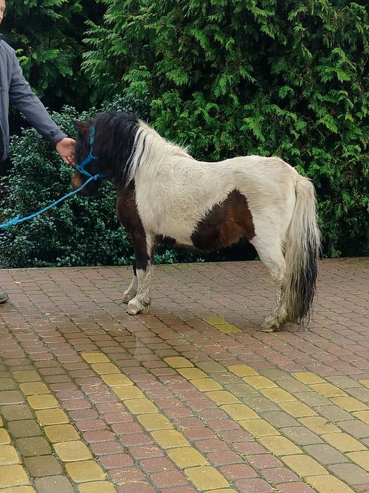 Sprzedam kuca ogiera