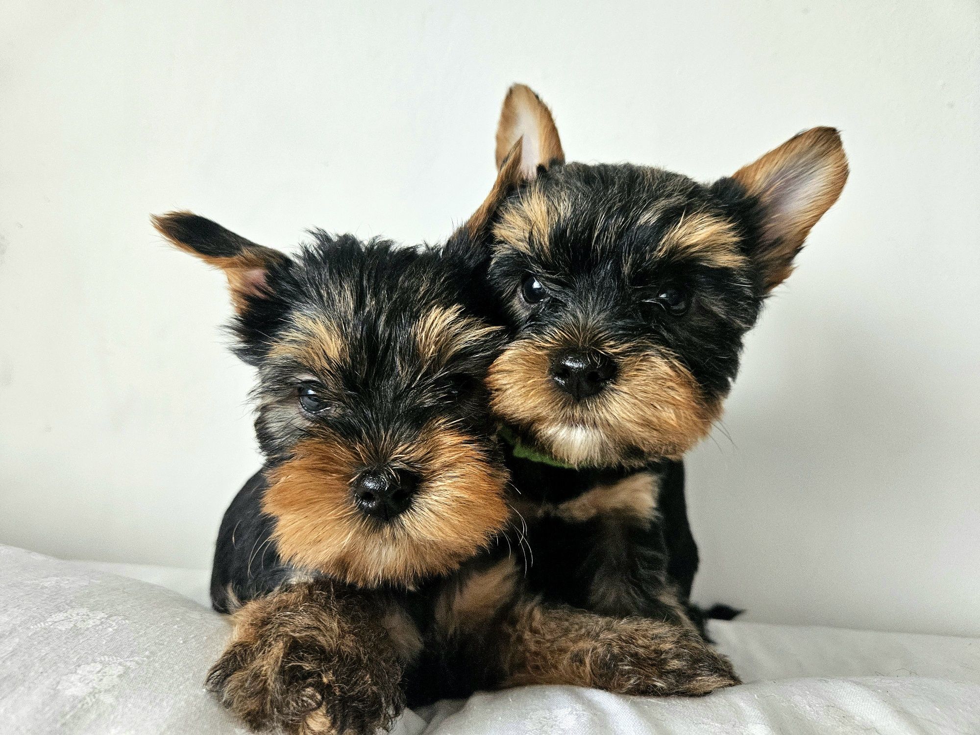 Piesek Yorkshire terrier