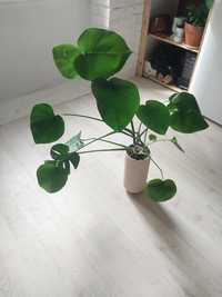 Monstera w doniczce z h&m home